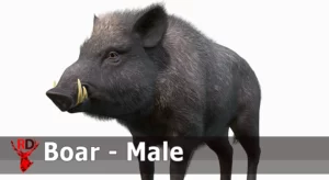 Wild Boar – Male (5.1, 5.3)