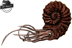 JP Ammonite (v2022)