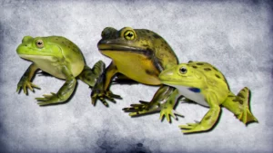 Animated Bullfrogs Volume 1 (4.22+)