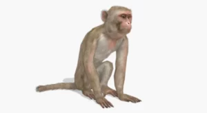 Macaque (5.2+)
