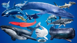 Ocean Animals MEGA Pack (4.27+)